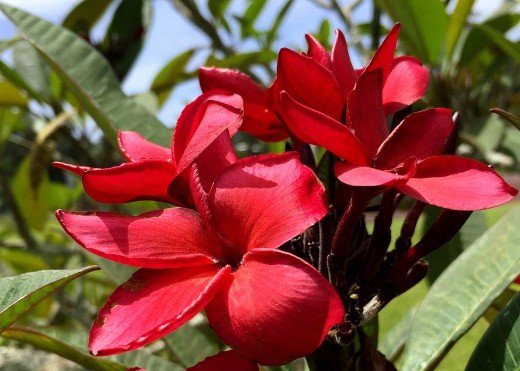 Garden Plant Red Cutting
