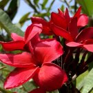 Garden Plant Red Cutting