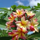Garden Plant Rainbow Rooted Cutting