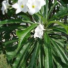 Garden Plant Pudica