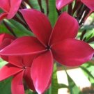 Garden Plant Pop’s Red