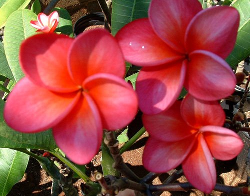Garden Plant Plastic Pink