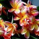 Garden Plant Nebels Rainbow