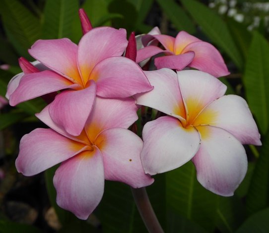 Garden Plant Mele Matson