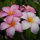 Garden Plant Mele Matson