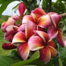 Garden Plant Lurline