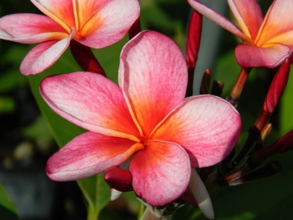 Garden Plant Loretta