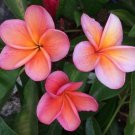 Garden Plant Kimo