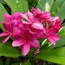 Garden Plant Kimi Moragne