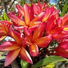 Garden Plant Kauka Wilder