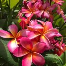 Garden Plant Kaneohe Sunburst