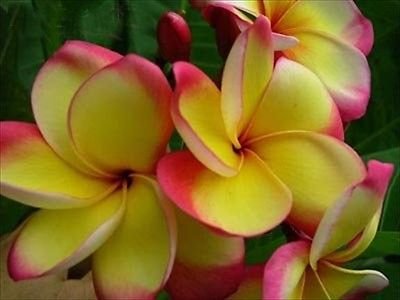 Garden Plant Intense Rainbow
