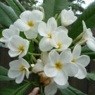 Garden Plant Hausten White