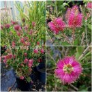 Garden Plant Callistemon Viminalis Neon Pink Bottle Brush