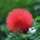 Garden Plant Calliandra Inaequilatera “pink powder puff “