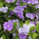 Garden Plant Brunsfelsia Floribunda Yesterday,Today,Tomorrow