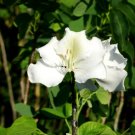Garden Plant Bauhinia Variegata White