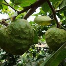 Garden Plant Annona Cherimola Cherimoya