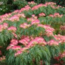 Garden Plant Albizzia Julibrissin Pink Silk Tree