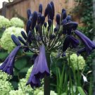 Garden Plant Agapanthus Praecox Black Panther