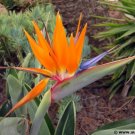 Garden Plant Strelitizia Reginae Bird of Paradise