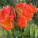Garden Plant Spathodea Campanulata African Tulip Tree