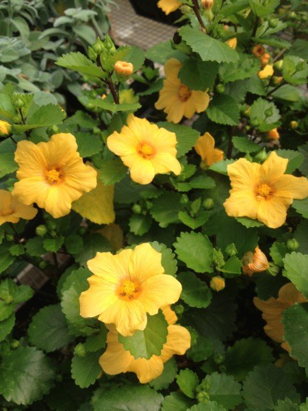 Garden Plant Sida Fallax Illima