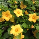 Garden Plant Sida Fallax Illima