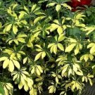 Garden Plant Schefflera Actinophylla