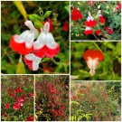 Garden Plant Salvia x Microphylla Hot lips