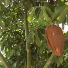 Garden Plant Pachira Aquatica Money Tree