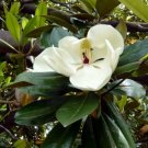 Garden Plant Magnolia Grandiflora