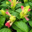 Garden Plant Justicia Fruit Salad