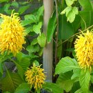 Garden Plant Justicia Aurea Yellow Jack