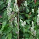 Garden Plant Justica Betonica White Shrimp Plant
