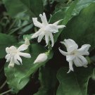 Garden Plant Jasminum Sambac Bel of India