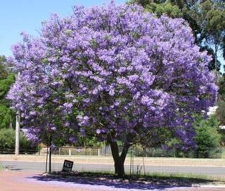 Garden Plant Jacaranda Mimosifolia Jacaranda