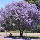 Garden Plant Jacaranda Mimosifolia Jacaranda