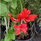 Garden Plant Hibiscus El Capitolio Red Poodle Tail