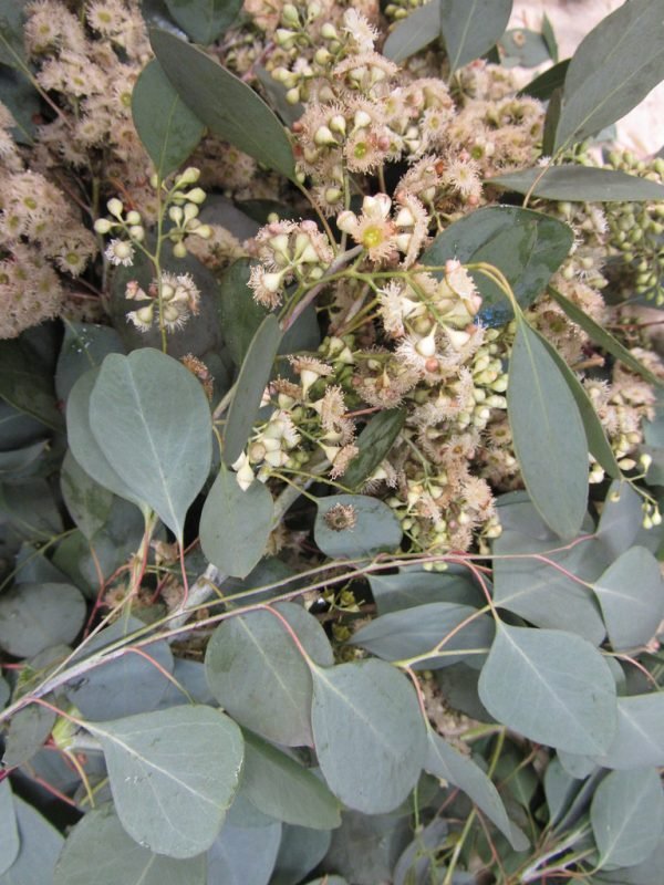 Garden Plant Eucalyptus Polyanthemos &acirc;��Red Box&acirc;��