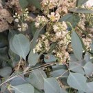 Garden Plant Eucalyptus Polyanthemos “Red Box”