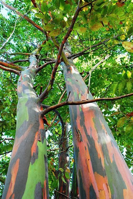 Garden Plant Eucalyptus Deglupta Rainbow Tree