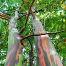 Garden Plant Eucalyptus Deglupta Rainbow Tree