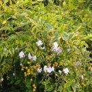 Garden Plant Duranta Repens Variegata