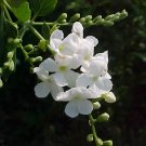 Garden Plant Duranta Repens Alba