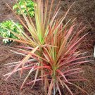 Garden Plant Dracaena Marinate Tri Color