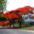 Garden Plant Delonix Regia Royal Poinciana