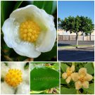 Garden Plant Clusia Rosea Autograph Tree
