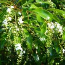 Garden Plant Citharexylum Spinosum Bali Flower