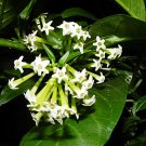 Garden Plant Cestrum Nocturnum Night Blooming Jasmine